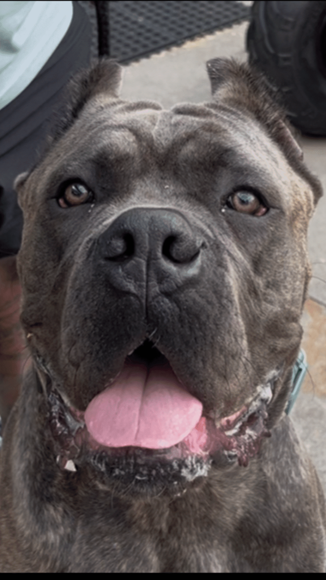 Copy of BlueCaneCorso