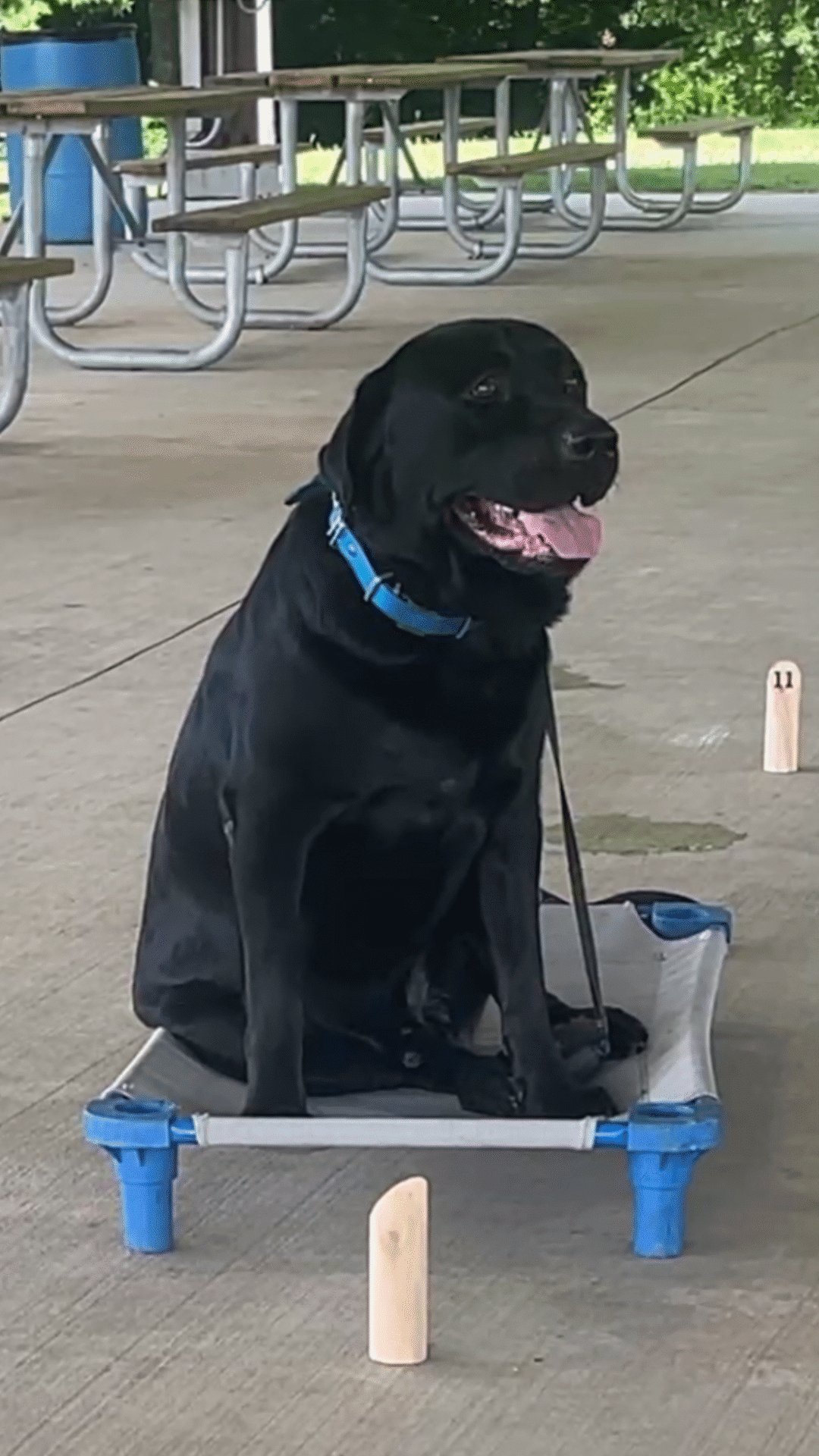 Copy of ChopOLabrador