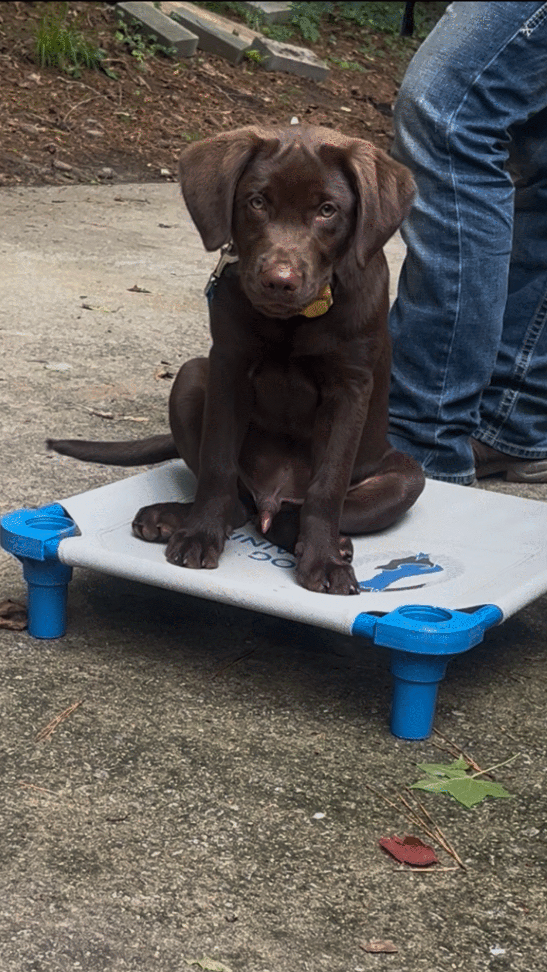 Copy of DraykoChocolateLab