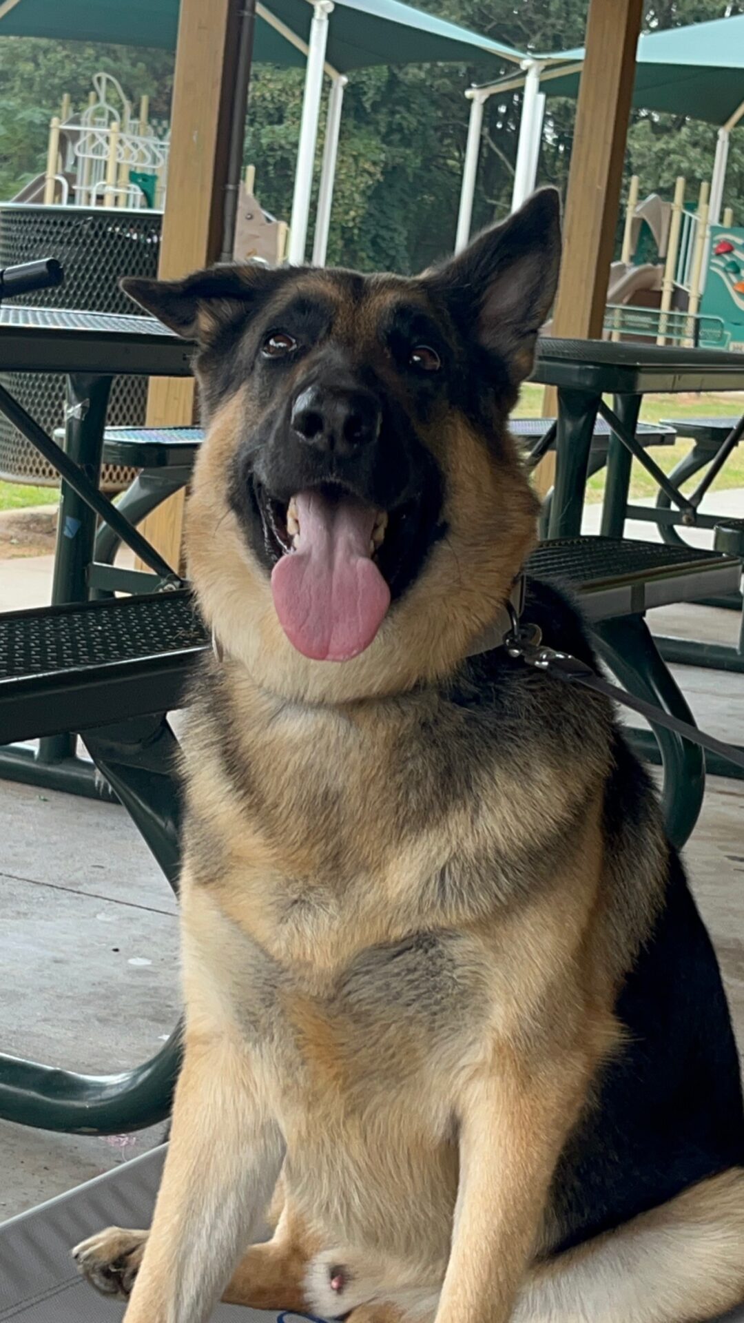 Copy of MarleyGermanShepherd
