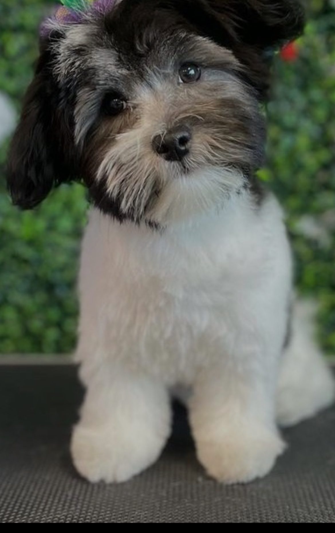Copy of SantanaHavanese
