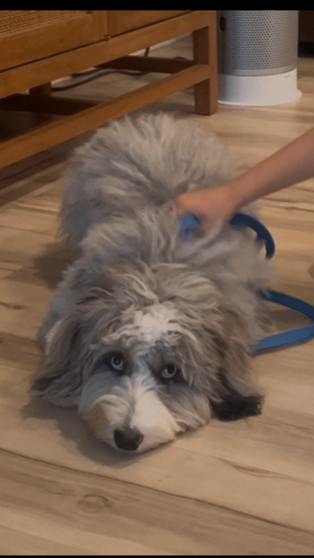 Copy of ScoutAustralianShepherd