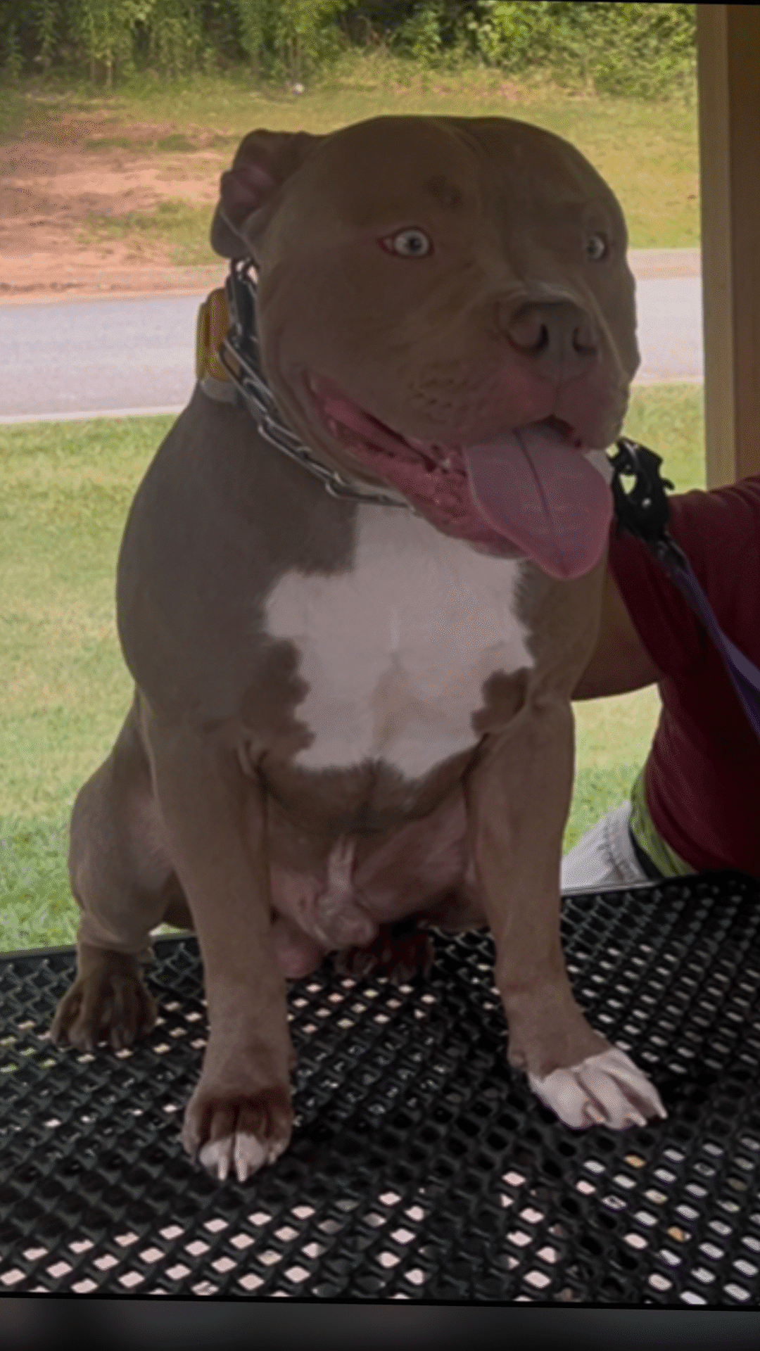 Copy of ZiggyBulldogXL